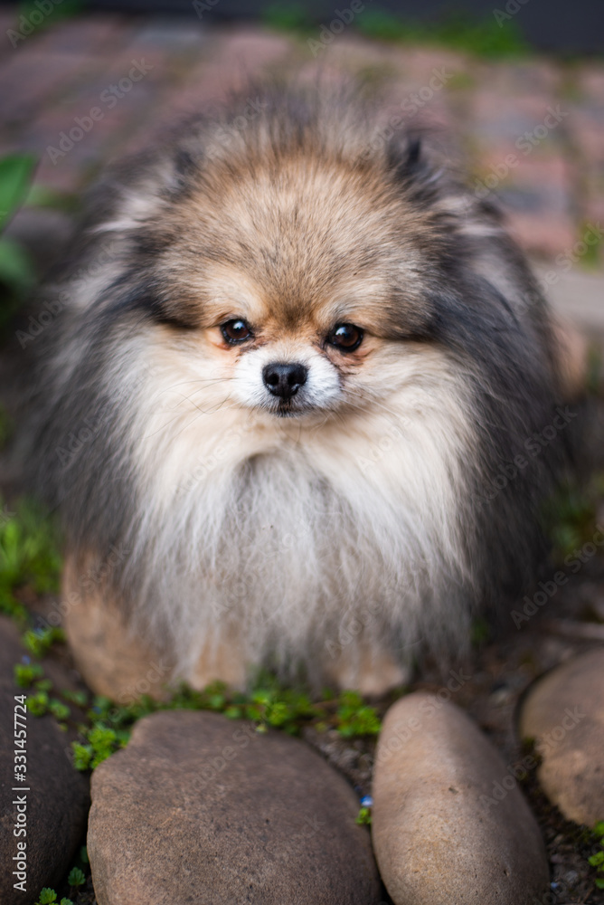 Chihuahua puppy spitz dog pet yorkshire terrier Chihuahua puppy spitz dog pet yorkshire terrier