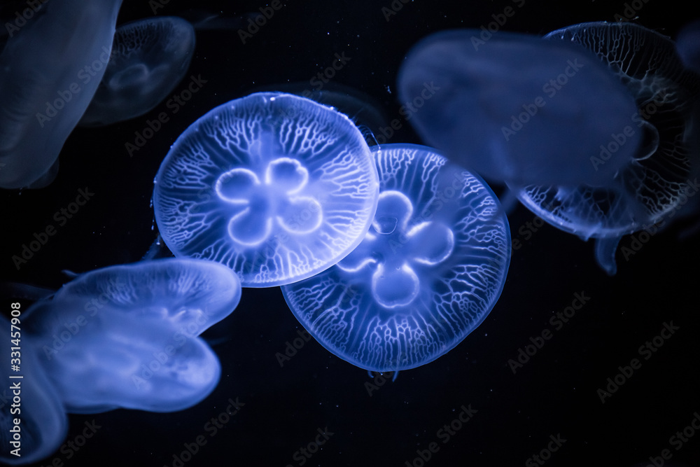 Moon jellyfish on dark background. Aurelia aurita - also called the common jellyfish underwater. Moon jellyfish on dark background. Aurelia aurita - also called the common jellyfish underwater.