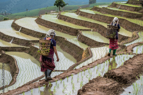 Rice fields beside the mountains in the north of Thailand during the rainy season photo