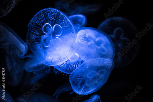 Obraz na płótnie Moon jellyfish on dark background