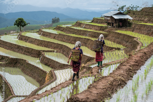 Tableau sur toile Rice fields beside the mountains in the north of Thailand during the rainy seaso