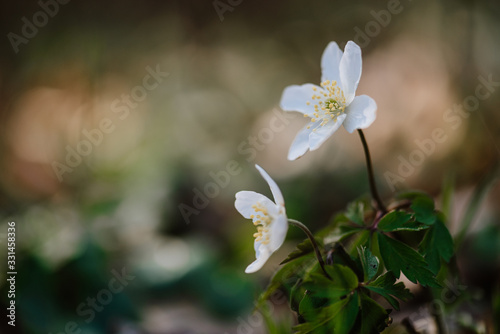 Fototapeta Naklejka Na Ścianę i Meble -  Closeup of wild wood anemones, springtime, Germany