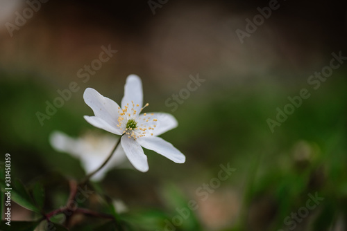 Closeup of wild wood anemones  springtime  Germany
