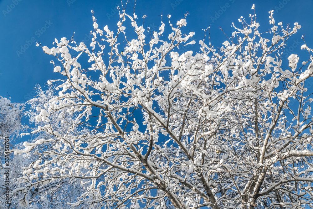 Trees covered with white snow against a blue sky. Trees covered with white snow against a blue sky.
