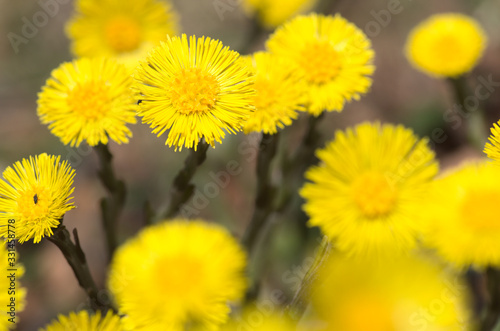 Bild auf Leinwand huflattich tussilago farfara