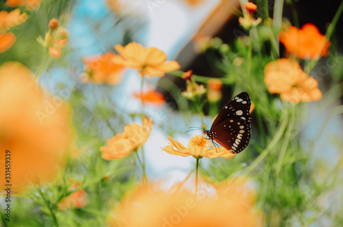 Natural green background of grass and flowers with beautiful bokeh  there is a butterfly perched on a flower