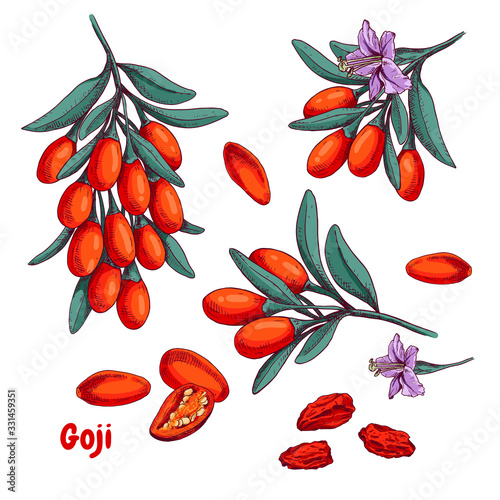 Hand drawn bright goji berries on a branch and flower. Vector illustration in retro style isolated on white background.