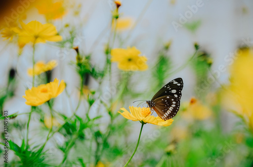 Natural green background of grass and flowers with beautiful bokeh, there is a butterfly perched on a flower