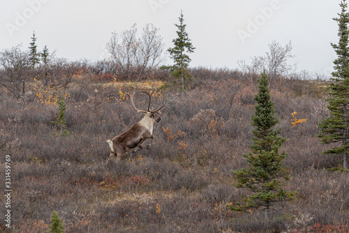 Barren Ground Caribou Bull in Denali National Park Alaska in Autumn