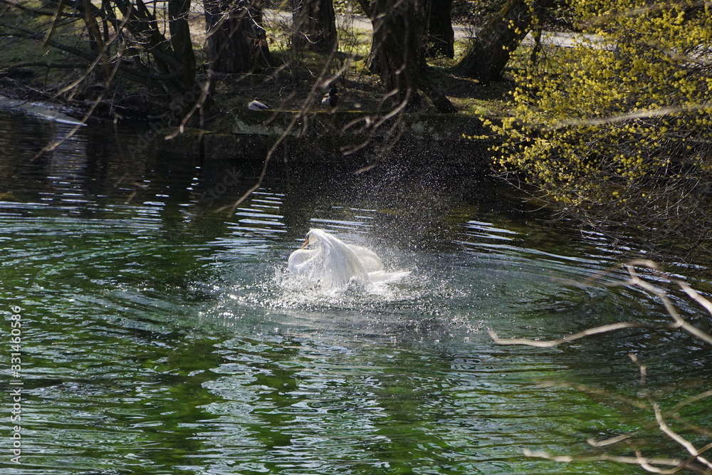 Fototapeta premium Schwan in einem Teich der hoch steigt und mit den Flügeln schlägt