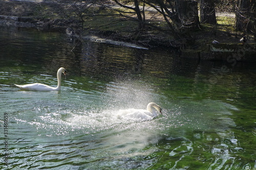 Schwan in einem Teich der hoch steigt und mit den Fl  geln schl  gt