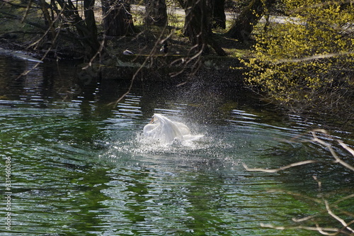 Schwan in einem Teich der hoch steigt und mit den Fl  geln schl  gt