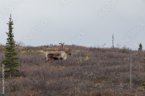 Barren Ground Caribou Bull in Denali National Park Alaska in Autumn