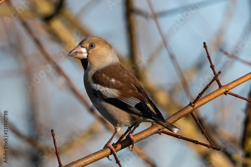 Hawfinches laid on a branch in Tuscany 