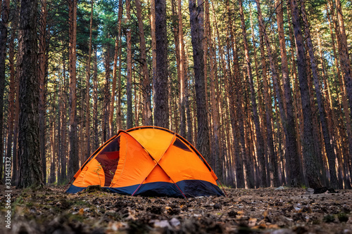Orange tent in the morning forest. Summer camping in the coniferous forest