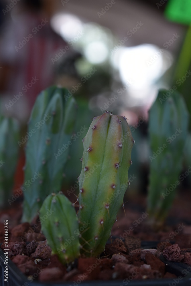 Cactus verde Cactus verde