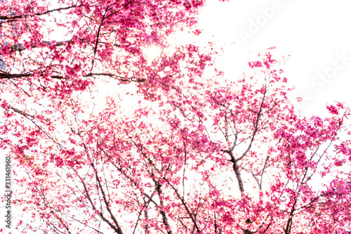 Cherry blossom in the spring