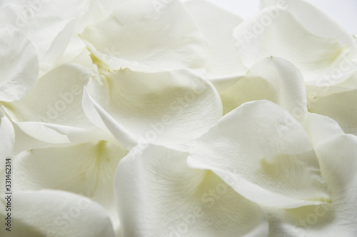 White rose petals. A gentle background for the design. © Alena Mostovich