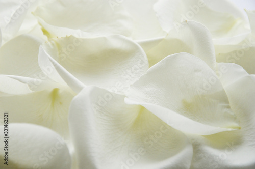 White rose petals. A gentle background for the design.