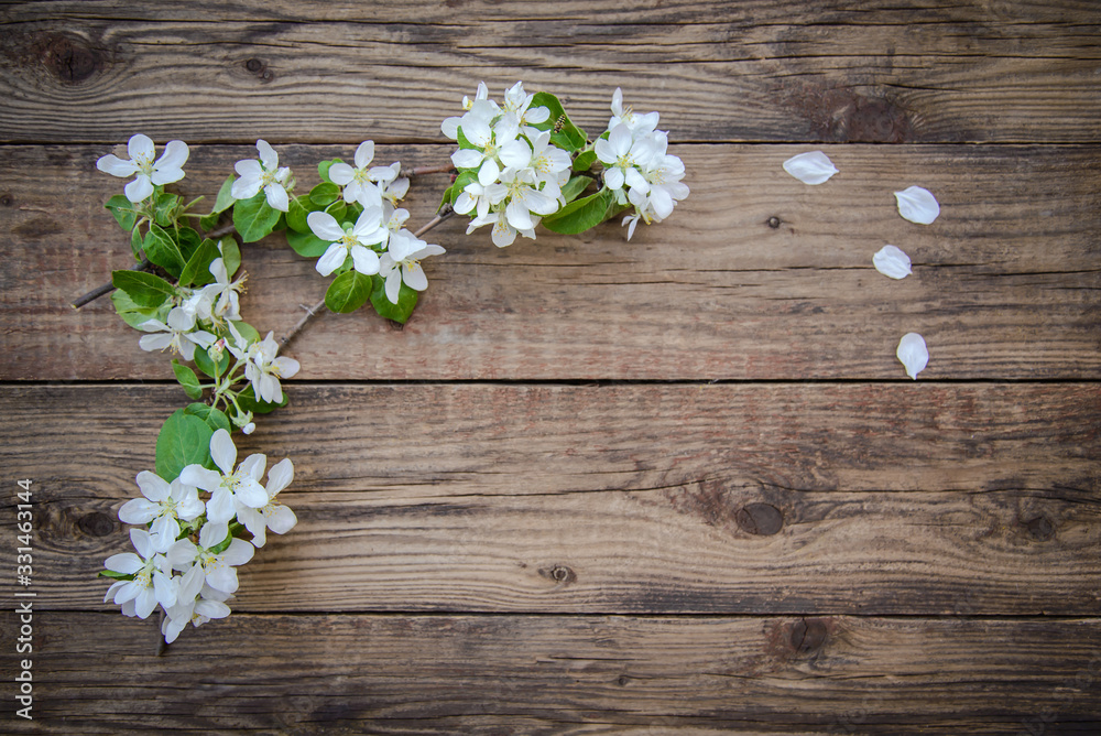 Branches of a blooming apple tree with white flowers on a wooden background, with copy space Branches of a blooming apple tree with white flowers on a wooden background, with copy space