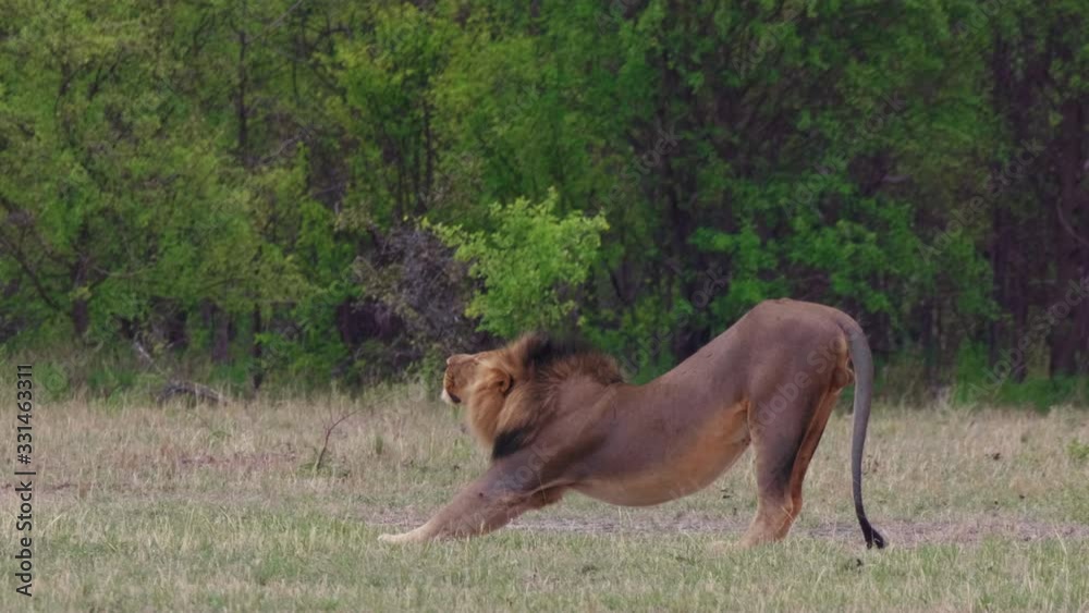 A Black-maned Lion Stretching On The Open Grassland In Nxai Pan In Botswana On An Early Morning - Medium Shot