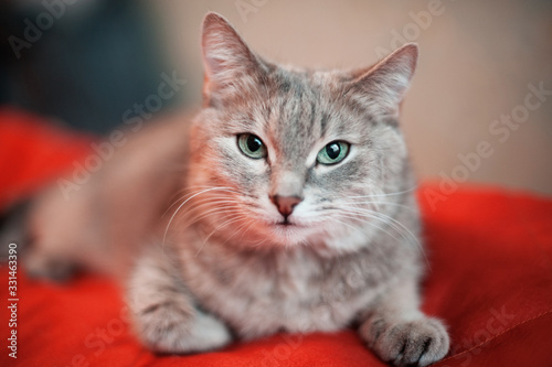 Photo The cat or kitten lies on a red pillow and stares intently at the camera