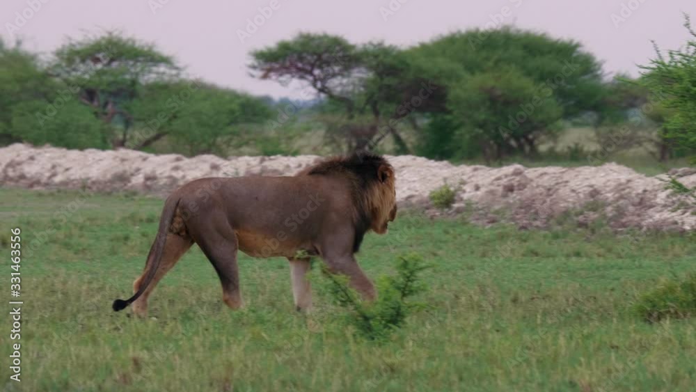 Black-maned Lion Walking On The Grassy Field In Nxai Pan In Botswana Towards The Green Bush Plant - Panning Shot Black-maned Lion Walking On The Grassy Field In Nxai Pan In Botswana Towards The Green Bush Plant - Panning Shot