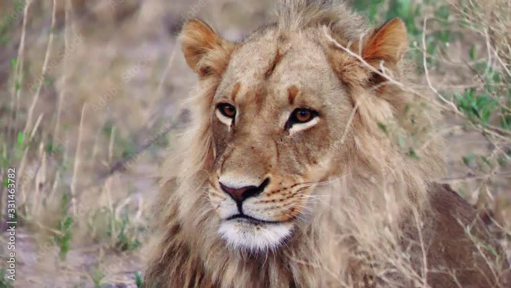 Close Up Of A Tired Maneless Lion Yawning In Nxai Pan, Botswana - Medium Shot Close Up Of A Tired Maneless Lion Yawning In Nxai Pan, Botswana - Medium Shot