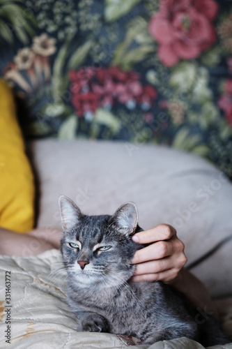 A smart and beautiful portrait of a cat with green eyes, which a man strokes while lying on a sofa bed. The cat is delighted and enjoys stroking