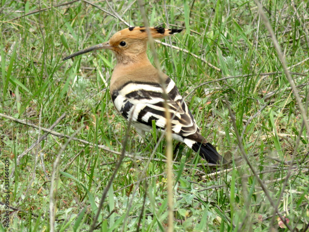 Bird Bird