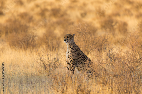 Cheetahs in Kgalagadi Transfrontier Park