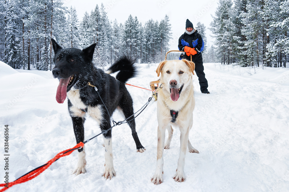 Man on Husky dogs sleigh in winter forest Northern Finland Man on Husky dogs sleigh in winter forest Northern Finland