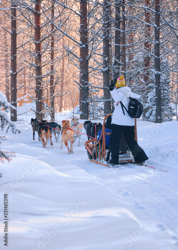 Woman riding husky sledge in Lapland in winter Finnish forest