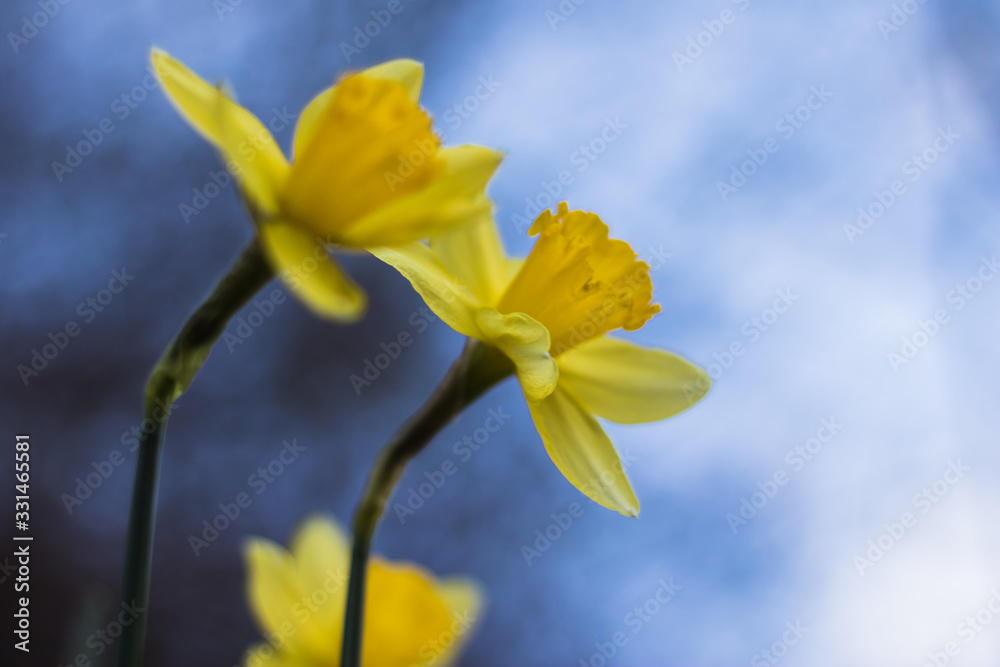 Beautiful yellow-orange daffodils growing in spring in the flower garden and in the yard. Daffodils for a bouquet, for a gift, for a holiday, for decoration. Defocused mystical background Beautiful yellow-orange daffodils growing in spring in the flower garden and in the yard. Daffodils for a bouquet, for a gift, for a holiday, for decoration. Defocused mystical background