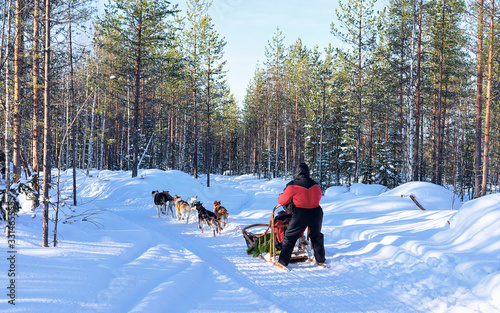 Man riding husky sledding in Lapland in winter Finnish forest