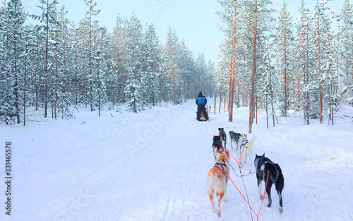 Person riding husky sledge in Lapland in winter Finnish forest