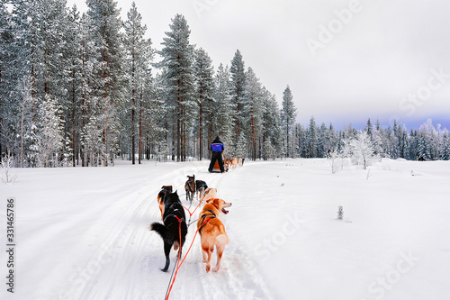 People on Husky Dogs Sled in Rovaniemi in Finland Lapland