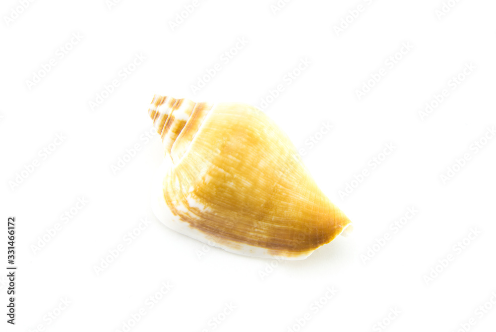 Sea or ocean shell Sea or ocean shell