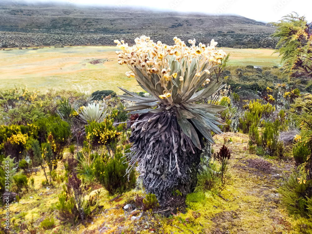 Fototapeta premium FRAILEJON