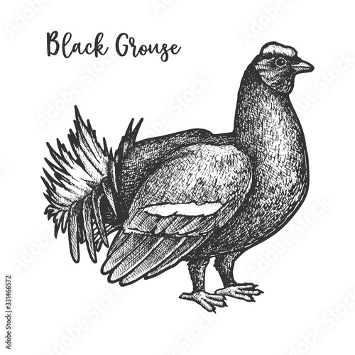 Vector sketch of black grouse bird