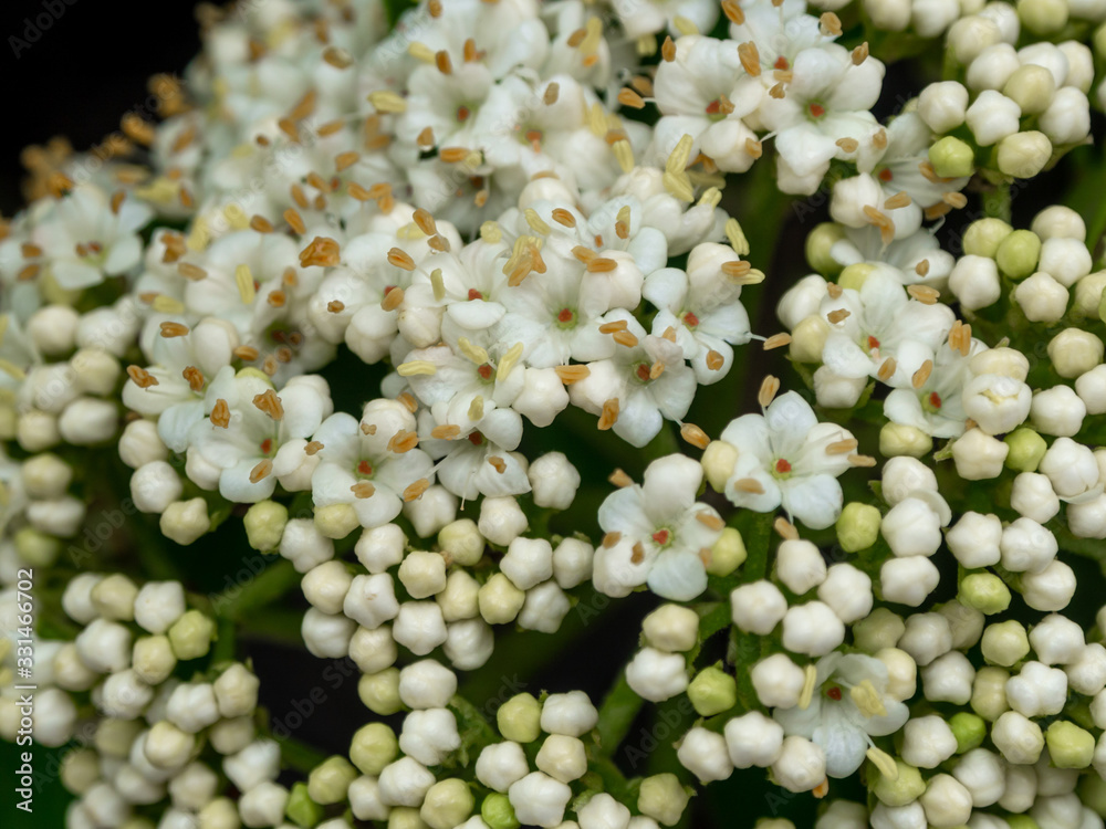 close-up of white meadowsweet in the spring close-up of white meadowsweet in the spring