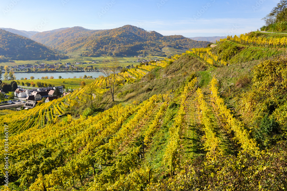Fototapeta premium Colored Vineyards near Duernstein on a sunny day in autumn