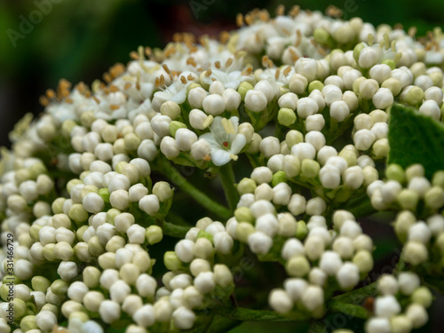 close-up of white meadowsweet in the spring