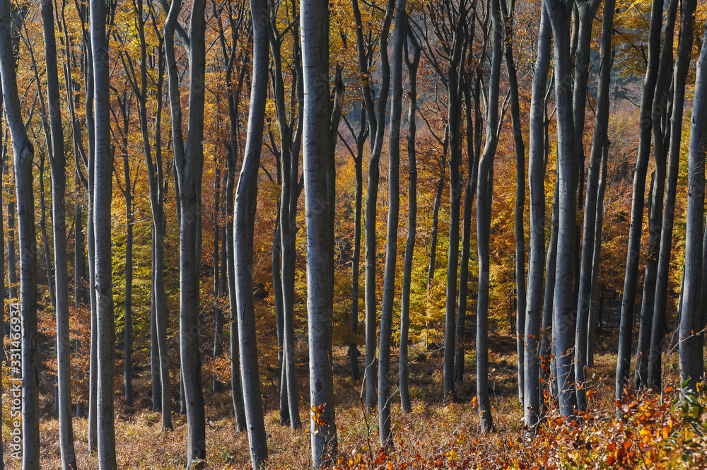 Fototapeta premium Deciduous forest near Vienna, Austria in autumn