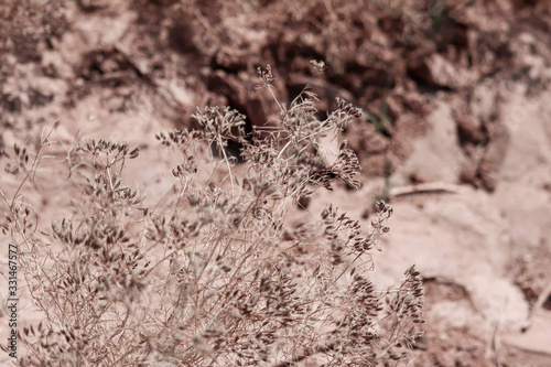 Cumin white flower - Latin name - Cuminum cyminum cumin plant grows in the garden agriculture of cumin 