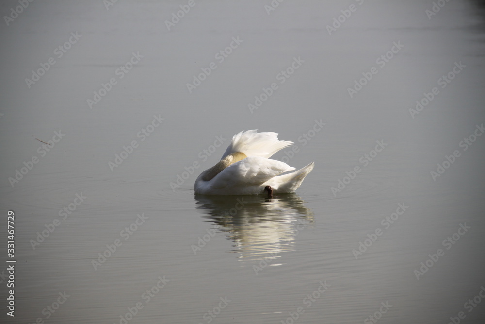 Graceful white swan in lake reeds Graceful white swan in lake reeds