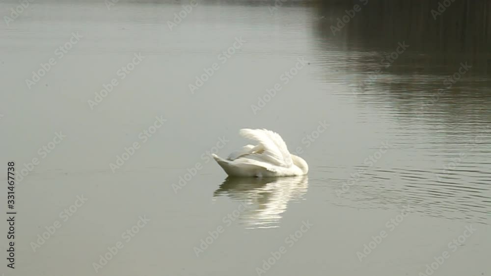 Graceful white swan in lake reeds Graceful white swan in lake reeds