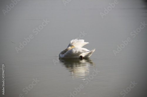 Fototapeta Naklejka Na Ścianę i Meble -  Graceful white swan in lake reeds