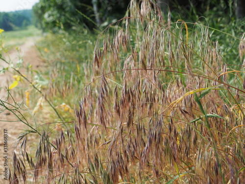 Bromus tectorum – cheatgrass or drooping brome, invasive annual grass with nodding seed heads, commonly found in dry grasslands, disturbed soils, and roadsides across temperate regions