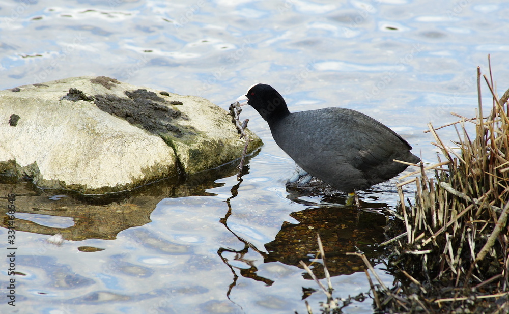 Blässhuhn,Coot,Nistmaterial,Nesting material Blässhuhn,Coot,Nistmaterial,Nesting material